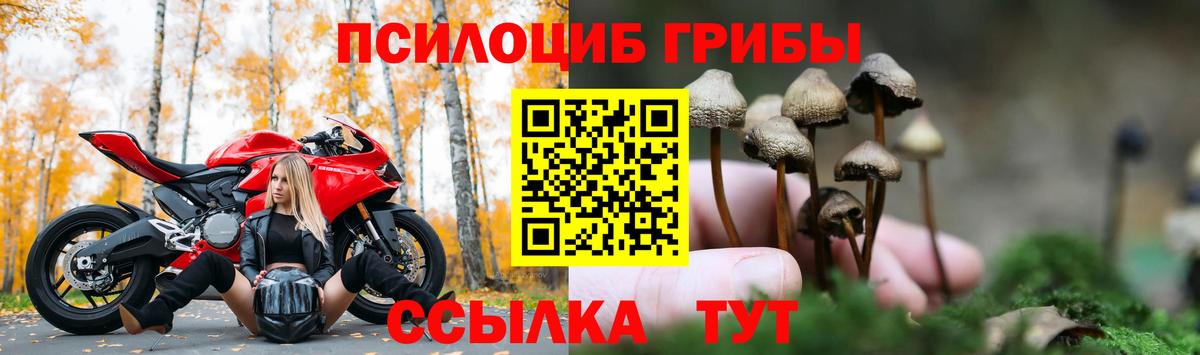 Псилоцибиновые грибы Cubensis Кондопога